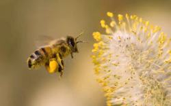International World Bee Day