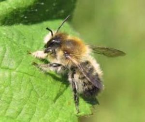 world bee day
