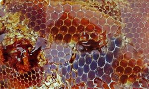 world bee day, honey bee day