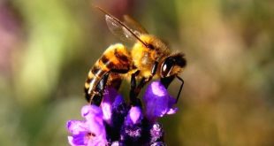World Bee Day