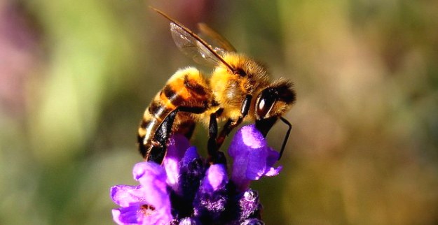 World Bee Day 2026