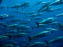 world tuna day