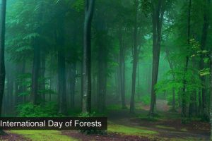 Trees in a forest international day of forests