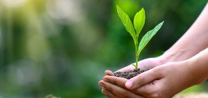 someone is planting a tree international day of forests activities