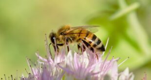 National Honey Bee Day